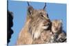 Canadian Lynx with Young-W^ Perry Conway-Stretched Canvas