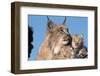 Canadian Lynx with Young-W^ Perry Conway-Framed Photographic Print