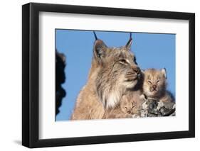 Canadian Lynx with Young-W^ Perry Conway-Framed Photographic Print