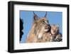 Canadian Lynx with Young-W^ Perry Conway-Framed Photographic Print