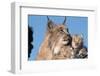 Canadian Lynx with Young-W^ Perry Conway-Framed Photographic Print