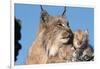 Canadian Lynx with Young-W^ Perry Conway-Framed Photographic Print