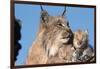 Canadian Lynx with Young-W^ Perry Conway-Framed Photographic Print