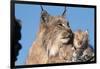 Canadian Lynx with Young-W^ Perry Conway-Framed Photographic Print