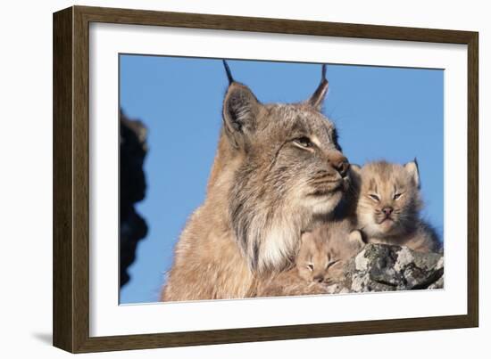 Canadian Lynx with Young-W^ Perry Conway-Framed Photographic Print