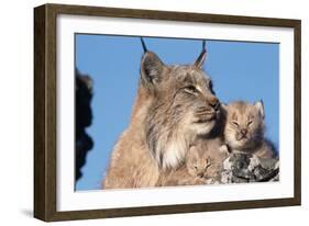 Canadian Lynx with Young-W^ Perry Conway-Framed Photographic Print