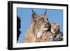 Canadian Lynx with Young-W^ Perry Conway-Framed Photographic Print