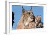 Canadian Lynx with Young-W^ Perry Conway-Framed Photographic Print