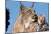 Canadian Lynx with Young-W^ Perry Conway-Mounted Photographic Print