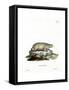 Canadian Marmot-null-Framed Stretched Canvas