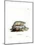 Canadian Marmot-null-Mounted Giclee Print