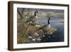 Canadian Pair-Jeff Tift-Framed Giclee Print