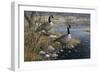 Canadian Pair-Jeff Tift-Framed Giclee Print