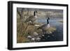 Canadian Pair-Jeff Tift-Framed Premium Giclee Print