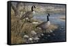 Canadian Pair-Jeff Tift-Framed Stretched Canvas