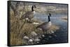 Canadian Pair-Jeff Tift-Framed Stretched Canvas