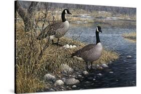 Canadian Pair-Jeff Tift-Stretched Canvas