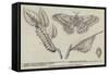 Canadian Silkworm (Attacus Cecropia)-null-Framed Stretched Canvas