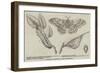 Canadian Silkworm (Attacus Cecropia)-null-Framed Giclee Print