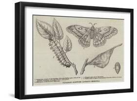 Canadian Silkworm (Attacus Cecropia)-null-Framed Giclee Print
