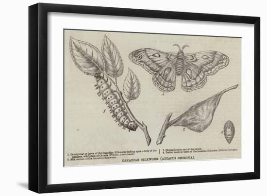 Canadian Silkworm (Attacus Cecropia)-null-Framed Giclee Print