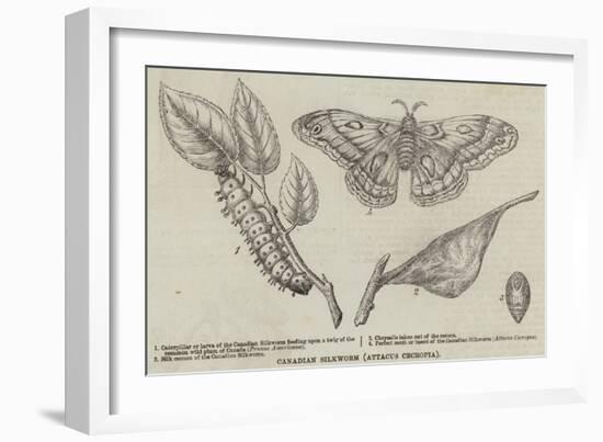 Canadian Silkworm (Attacus Cecropia)-null-Framed Giclee Print