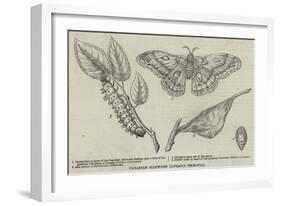 Canadian Silkworm (Attacus Cecropia)-null-Framed Giclee Print