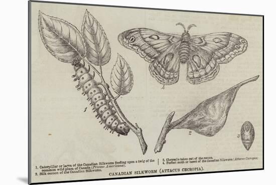 Canadian Silkworm (Attacus Cecropia)-null-Mounted Giclee Print