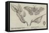 Canadian Silkworm (Attacus Cecropia)-null-Framed Stretched Canvas