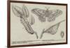 Canadian Silkworm (Attacus Cecropia)-null-Framed Giclee Print