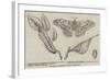 Canadian Silkworm (Attacus Cecropia)-null-Framed Giclee Print