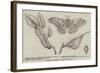 Canadian Silkworm (Attacus Cecropia)-null-Framed Giclee Print