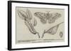 Canadian Silkworm (Attacus Cecropia)-null-Framed Giclee Print