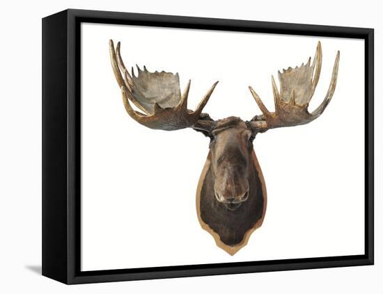 Canadian Taxidermy Moose Head Hunting Trophy, Mounted on an Oak Shield, Vancouver-null-Framed Stretched Canvas