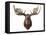 Canadian Taxidermy Moose Head Hunting Trophy, Mounted on an Oak Shield, Vancouver-null-Framed Stretched Canvas