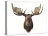 Canadian Taxidermy Moose Head Hunting Trophy, Mounted on an Oak Shield, Vancouver-null-Stretched Canvas