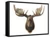 Canadian Taxidermy Moose Head Hunting Trophy, Mounted on an Oak Shield, Vancouver-null-Framed Stretched Canvas