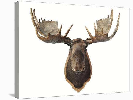 Canadian Taxidermy Moose Head Hunting Trophy, Mounted on an Oak Shield, Vancouver-null-Stretched Canvas