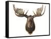 Canadian Taxidermy Moose Head Hunting Trophy, Mounted on an Oak Shield, Vancouver-null-Framed Stretched Canvas