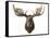 Canadian Taxidermy Moose Head Hunting Trophy, Mounted on an Oak Shield, Vancouver-null-Framed Stretched Canvas