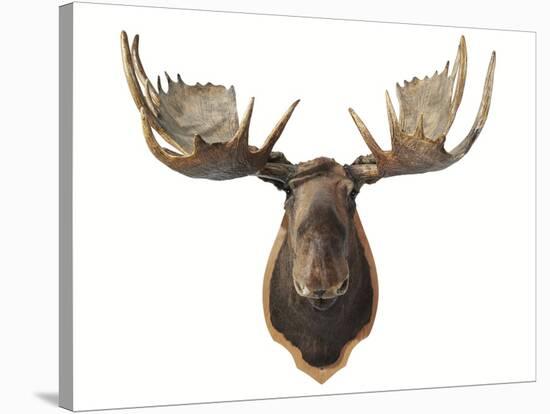 Canadian Taxidermy Moose Head Hunting Trophy, Mounted on an Oak Shield, Vancouver-null-Stretched Canvas