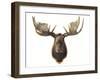 Canadian Taxidermy Moose Head Hunting Trophy, Mounted on an Oak Shield, Vancouver-null-Framed Photographic Print