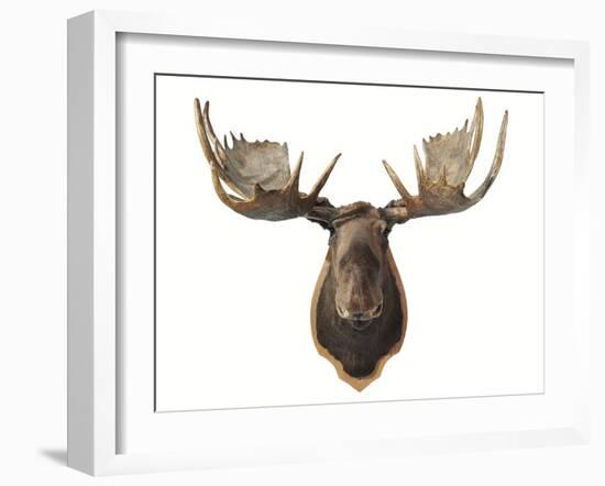 Canadian Taxidermy Moose Head Hunting Trophy, Mounted on an Oak Shield, Vancouver-null-Framed Photographic Print