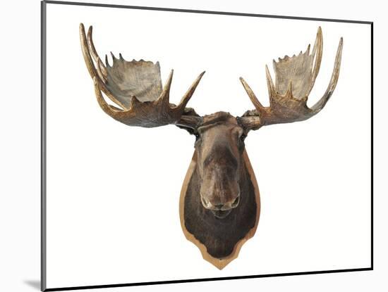 Canadian Taxidermy Moose Head Hunting Trophy, Mounted on an Oak Shield, Vancouver-null-Mounted Photographic Print