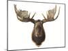 Canadian Taxidermy Moose Head Hunting Trophy, Mounted on an Oak Shield, Vancouver-null-Mounted Photographic Print