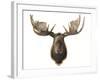 Canadian Taxidermy Moose Head Hunting Trophy, Mounted on an Oak Shield, Vancouver-null-Framed Photographic Print