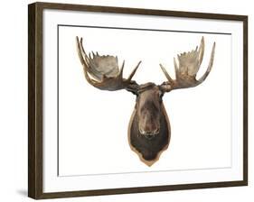 Canadian Taxidermy Moose Head Hunting Trophy, Mounted on an Oak Shield, Vancouver-null-Framed Photographic Print