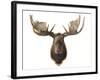 Canadian Taxidermy Moose Head Hunting Trophy, Mounted on an Oak Shield, Vancouver-null-Framed Photographic Print