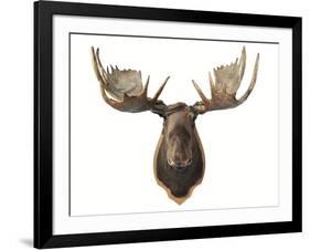 Canadian Taxidermy Moose Head Hunting Trophy, Mounted on an Oak Shield, Vancouver-null-Framed Photographic Print