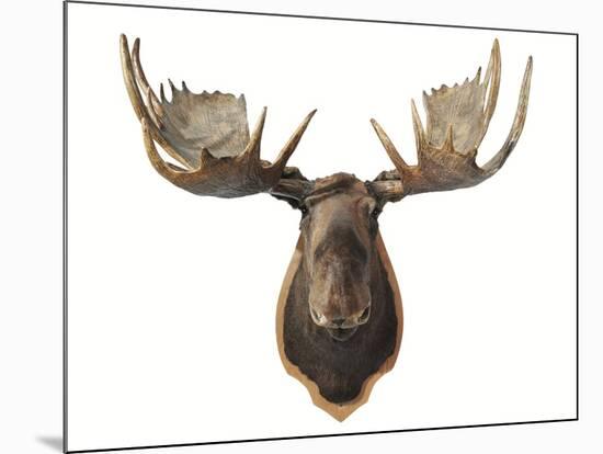 Canadian Taxidermy Moose Head Hunting Trophy, Mounted on an Oak Shield, Vancouver-null-Mounted Photographic Print